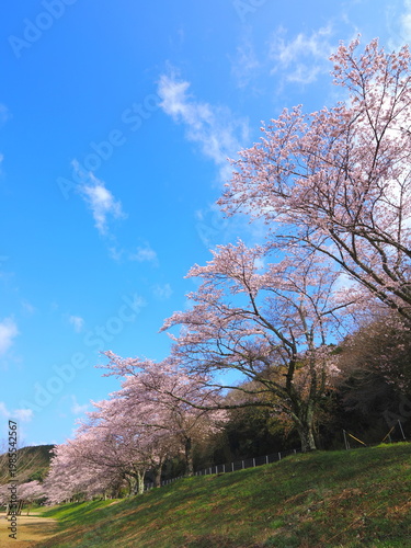 ことなみ土器どき公園の桜2026　香川県まんのう町20