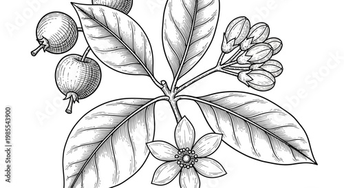 Black and white illustration of a citrus tree branch with leaves, fruits, flower and buds
