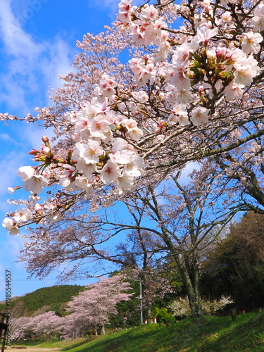 ことなみ土器どき公園の桜2026　香川県まんのう町9
