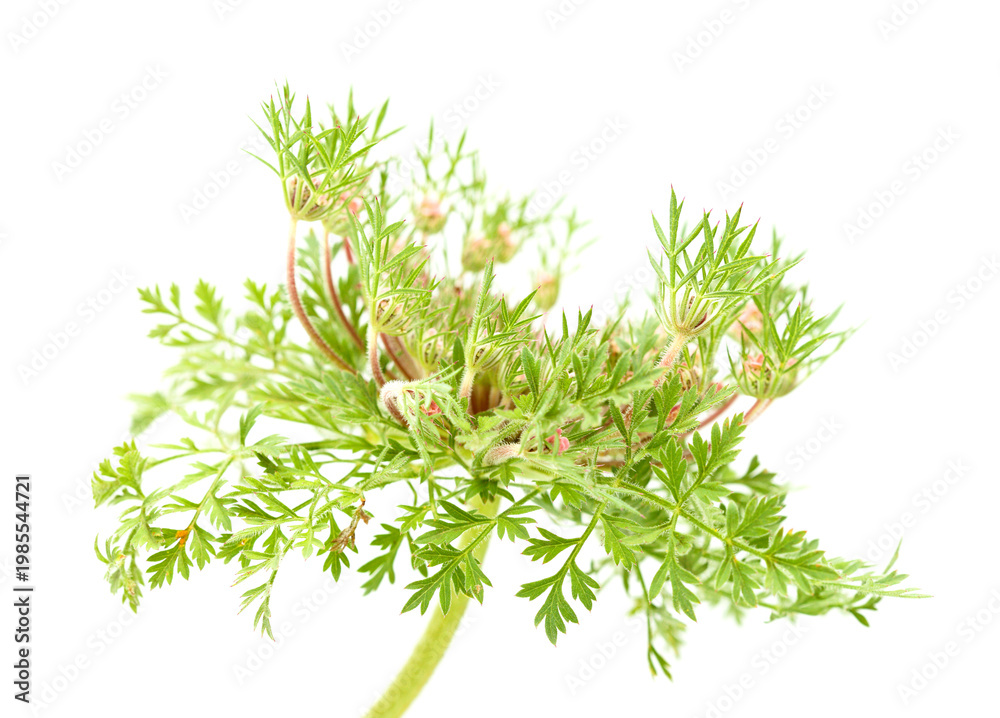 Fototapeta premium Flora of Gran Canaria - Daucus carota, wild carrot starting to flower