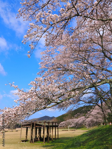 ことなみ土器どき公園の桜2026　香川県まんのう町8
