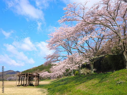 ことなみ土器どき公園の桜2026　香川県まんのう町7