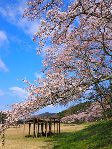 ことなみ土器どき公園の桜2026　香川県まんのう町6