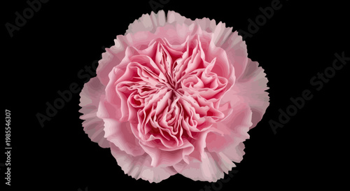 Delicate Pink Carnation Flower Isolated on Black Background, Close-Up Macro View of Intricate Petals