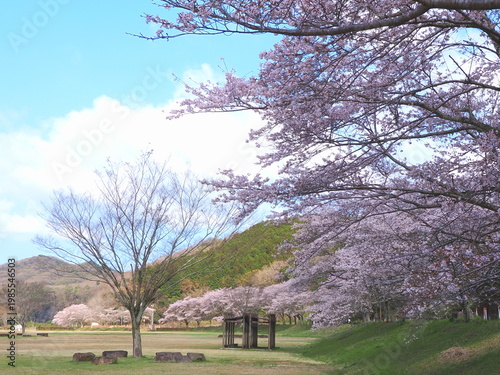 ことなみ土器どき公園の桜2026　香川県まんのう町4