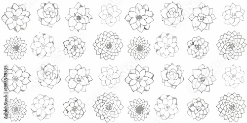 Collection of detailed succulent floral line drawings in a grid pattern