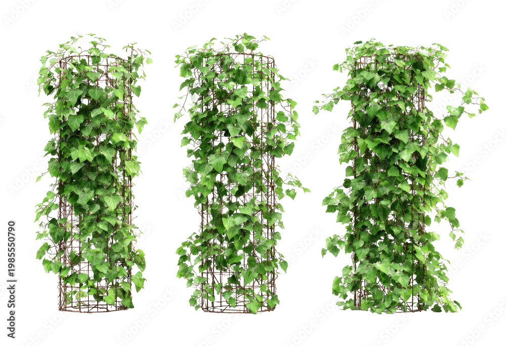 Naklejka premium Three climbing plant structures with dense green foliage against a black background
