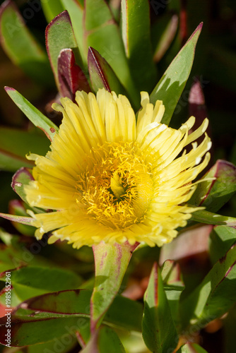 Yellow ice plant flower (Carpobrotus edulis) in South Africa.