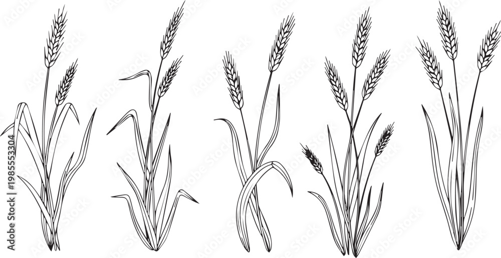 Fototapeta premium Detailed Hand Drawn Wheat Ears and Grain Stalks Illustration Set