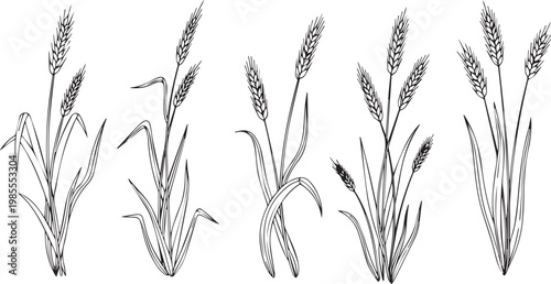  Detailed Hand Drawn Wheat Ears and Grain Stalks Illustration Set