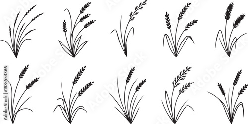 Cereal plants and ears of wheat icons set,hand drawn grain spikes and wild grass silhouettes botanical line art collection for harvest and organic design