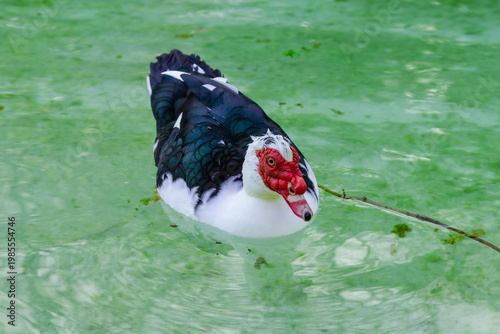 A Muscovy duck (Cairina moschata) swims in a small lake in the National Garden. Athens, Greece