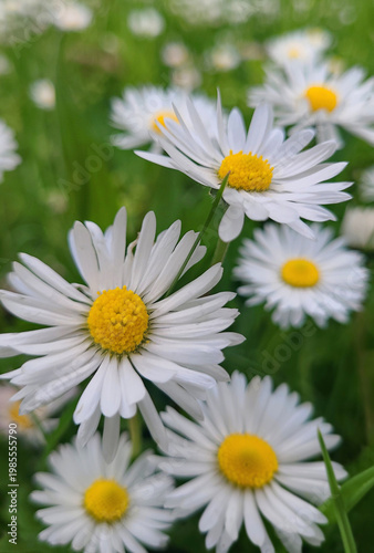 White daisies in the grass (Bellis perennis)