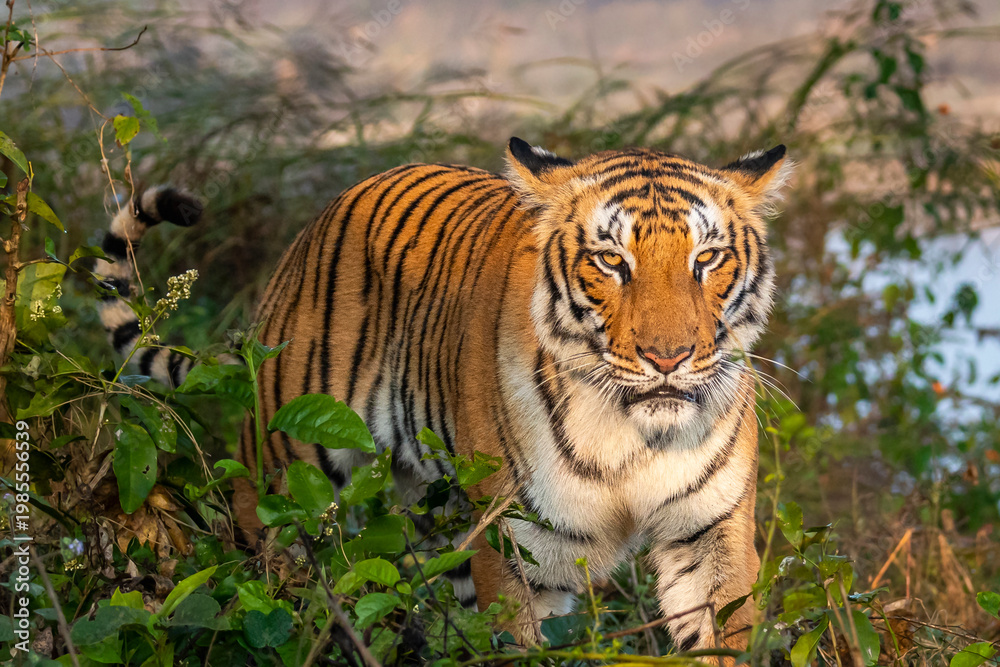 Obraz premium Female Bengal tiger approaching in Jim Corbett National Park Uttarakhand India – wild predator in natural habitat