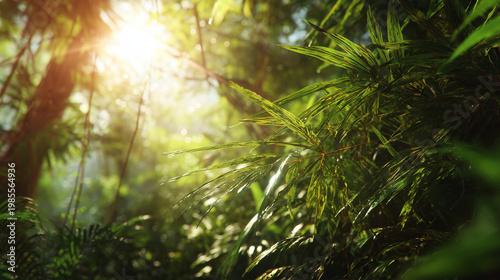 Lush tropical bamboo leaves backlit by radiant golden sunlight in a peaceful rainforest environment with soft bokeh background and vibrant green foliage textures for natural background