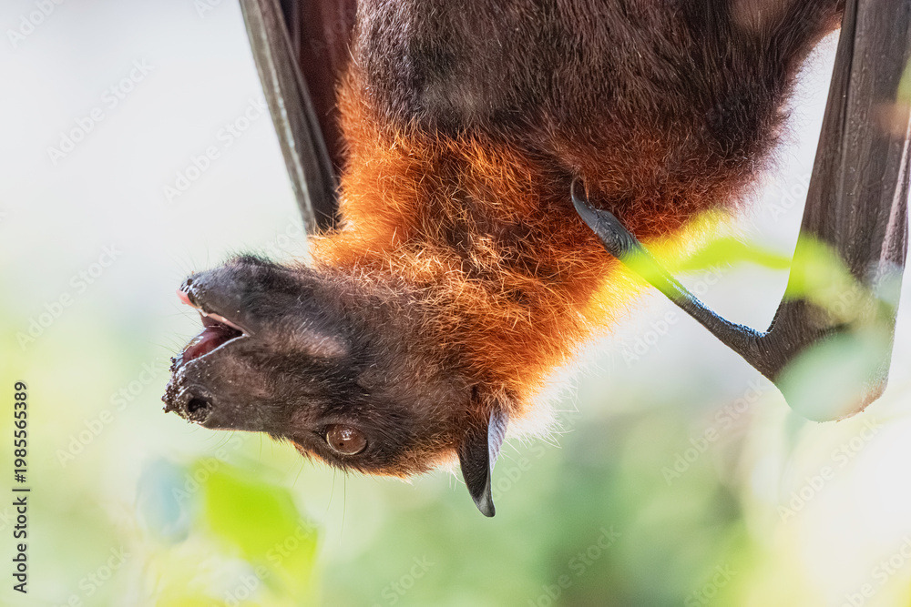 Fototapeta premium Flying fox bat hanging upside down, looking directly at the viewer with big eyes during daytime. Wildlife mammal in nature