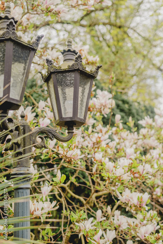 Vintage street lamp among blooming magnolia trees in spring garden, classic outdoor lighting and floral scene