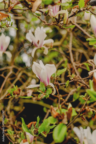 Blooming magnolia branches with soft focus and copy space, spring floral background