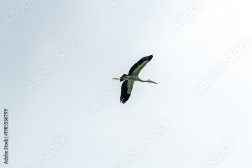 Asian open bill is flying on isolated blue sky