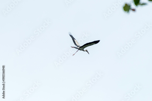Asian open bill is flying on isolated blue sky