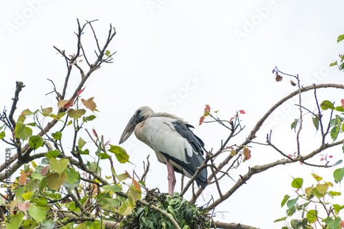 Asian open bill is sitting on isolated tree branch