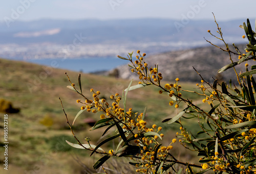 Mimosa flowers and branches (Acacia pycnantha) growing in a park