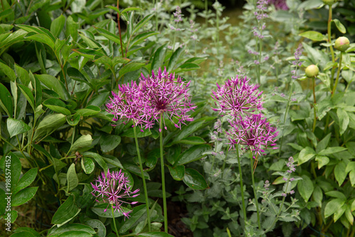 Allium flowers in garden planting design, ornamental purple blooms among green foliage, natural outdoor scene, spring garden composition, landscaping inspiration, horticulture, backyard planting idea