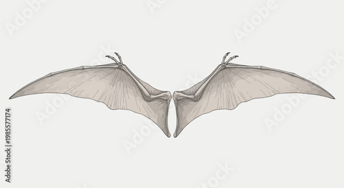 Bat wings illustration; anatomical Halloween design with detailed veins membrane; spread flying open monochrome gray sketch style