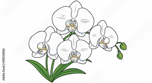 White orchids with green leaves and buds
