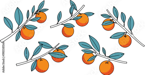 Vintage orange fruit branch vector set, hand drawn citrus botanical illustrations with teal leaves, organic garden orange tree elements for packaging