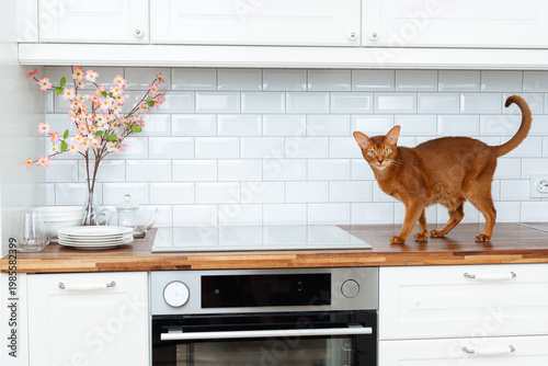 Kitchen interior