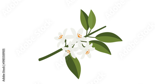 Bild auf Leinwand Orange Blossom Branch with White Flowers and Green Leaves on White Background