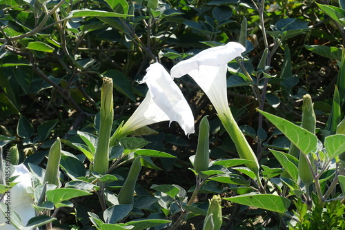 Side view of two white flowers of Datura innoxia in mid September