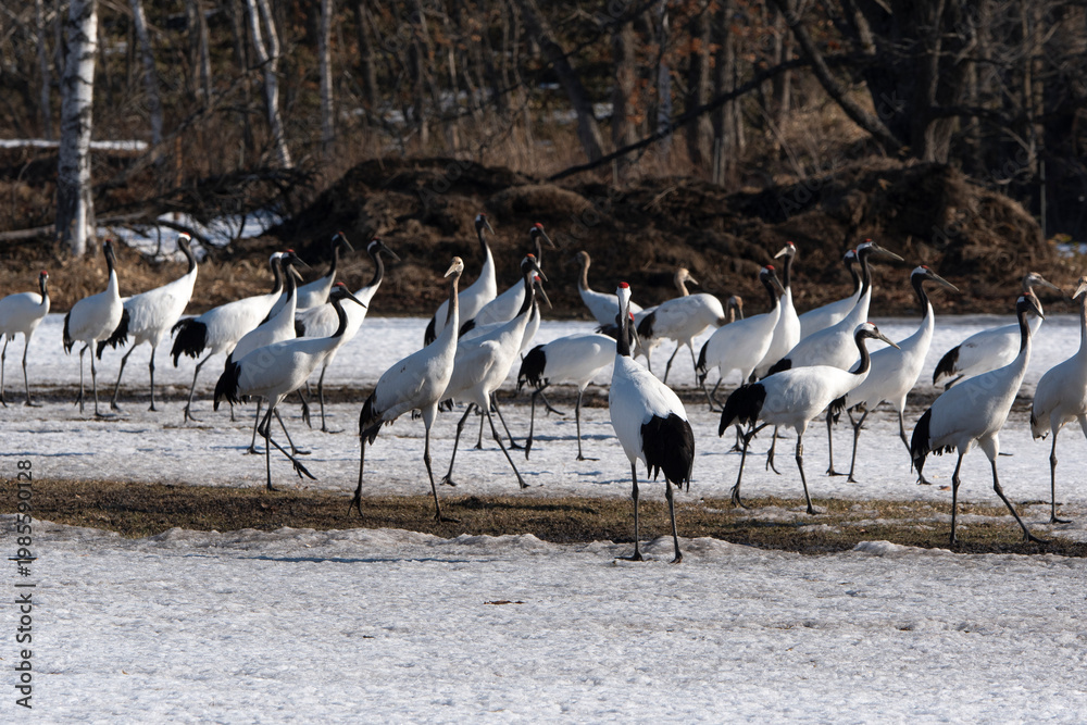 Fototapeta premium Grue du Japon
