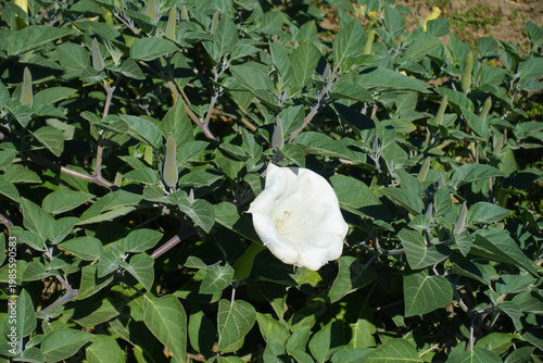 Solitary white flower in the leafage of Datura innoxia in September