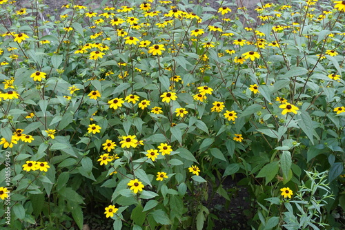 Plenteous yellow flowers of Rudbeckia triloba in August