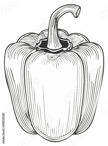 Bell pepper vegetable in a vintage woodcut engraving line art style illustration