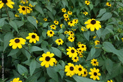 Profuse yellow flowers of Rudbeckia triloba in mid August