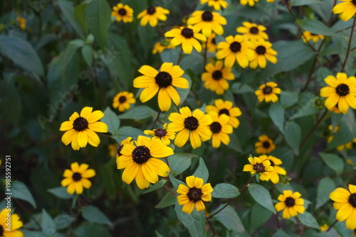 Profusion of yellow flowers of Rudbeckia triloba in mid August