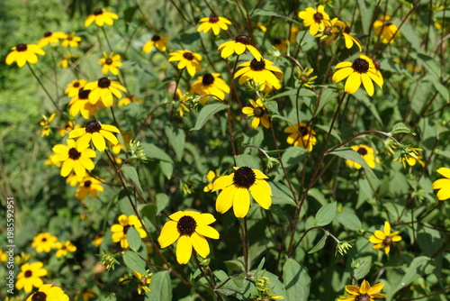Rudbeckia triloba with yellow flowers in August