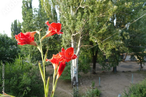 Vermilion red flowers with white edging of Gladiolus Atom in August