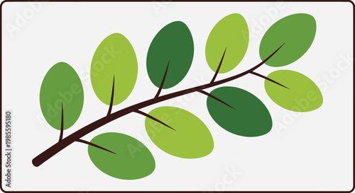 Fresh green moringa leaves on a brown branch showcasing healthy foliage and natural beauty in a simple vector illustration on white