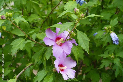 Two pink flowers in the leafage of Hibiscus syriacus in July