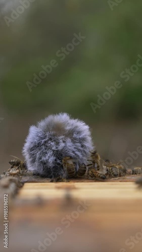 Video footage with ASMR sound of bees flying around microphone on beehive in spring