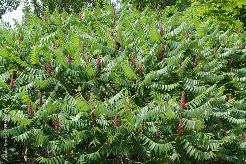 Pink fruits in the leafage of Rhus typhina in June