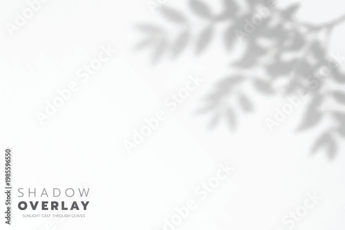 Soft leaf shadows cast on a bright, clean background. The natural sunlight creates an elegant, minimalistic overlay effect, perfect for use in design projects, presentations, social media graphics