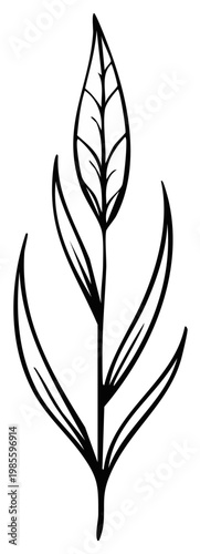 Botanical black and white outline of a plant stem and leaves for a simple design