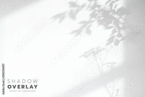 Soft leaf shadows cast on a bright, clean background. The natural sunlight creates an elegant, minimalistic overlay effect, perfect for use in design projects, presentations, social media graphics