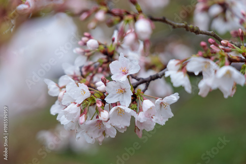 六分咲きくらいのソメイヨシノの花