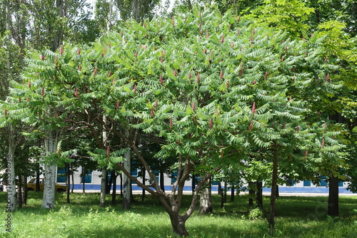 Tree of Rhus typhina with pink fruits in the leafage in June